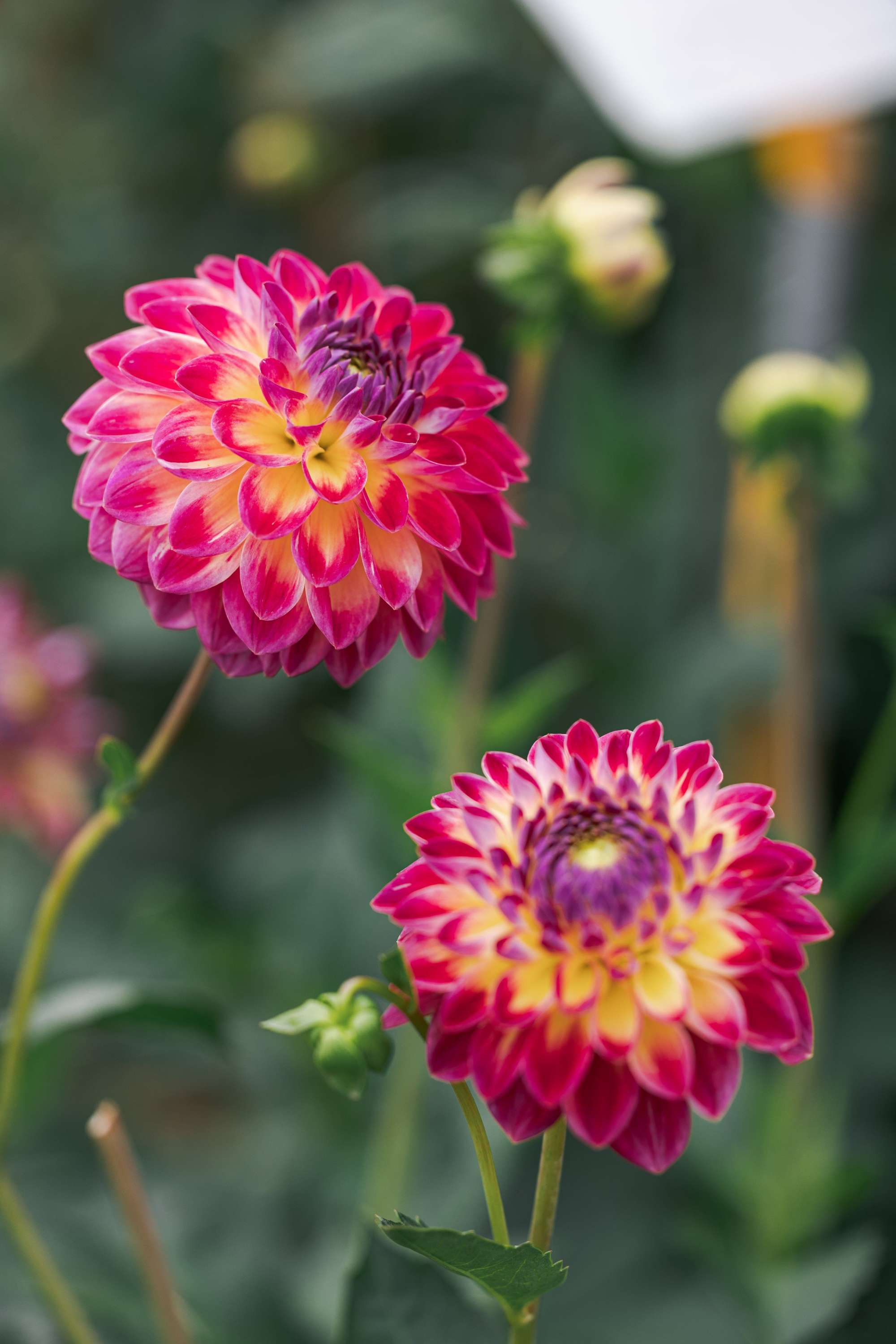 Dahlia 'Hapet Daydream'